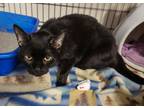 Adopt Little Bear a All Black Domestic Shorthair / Domestic Shorthair / Mixed