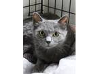 Adopt Tootsie a Gray or Blue Domestic Shorthair / Domestic Shorthair / Mixed cat