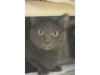 Adopt Jive a Gray or Blue Domestic Shorthair / Domestic Shorthair / Mixed cat in