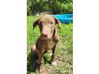 Adopt Dorito a Brown/Chocolate Labrador Retriever / Mixed dog in Jetersville