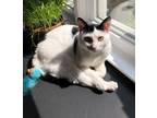 Adopt Taco a White (Mostly) Domestic Shorthair (short coat) cat in Norristown