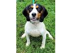 Adopt Daisy a White Beagle / Mixed Breed (Medium) / Mixed (short coat) dog in