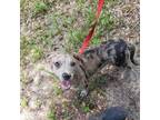 Adopt Jasmine a Brown/Chocolate Mixed Breed (Small) / Mixed dog in Port Richey