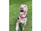Adopt Baxter a Staffordshire Bull Terrier / Mixed dog in Newnan, GA (38709916)