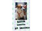 Adopt Bandit a Brown/Chocolate Border Collie / Mixed Breed (Medium) / Mixed