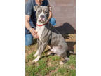 Adopt Ghalen a Gray/Blue/Silver/Salt & Pepper Mixed Breed (Large) / Mixed dog in