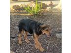Adopt Bandit a Black - with Tan, Yellow or Fawn Rottweiler / Mixed dog in