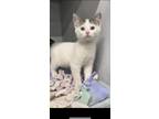 Adopt Bradford a White Domestic Mediumhair / Domestic Shorthair / Mixed cat in