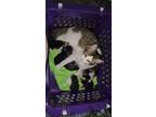 Adopt Desi a Gray, Blue or Silver Tabby Domestic Mediumhair / Mixed (medium