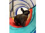 Adopt Atticus a Orange American / Mixed rabbit in Eugene, OR (38709383)