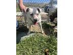 Adopt Molly a White American Pit Bull Terrier / Mixed dog in Price