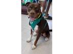 Adopt Scooby a Brown/Chocolate American Staffordshire Terrier dog in Kingman
