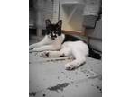 Adopt Mowgli a All Black Domestic Shorthair / Domestic Shorthair / Mixed cat in