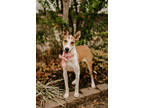 Adopt Bailey a White Labrador Retriever / Mixed dog in Houston, TX (37095878)