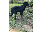 Adopt Baio a Black Retriever (Unknown Type) / Australian Shepherd / Mixed dog in