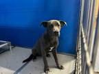 Adopt Athena a Gray/Blue/Silver/Salt & Pepper American Pit Bull Terrier dog in