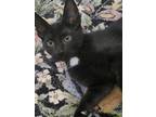 Adopt Bruce Wayne a All Black Domestic Shorthair / Domestic Shorthair / Mixed