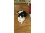 Adopt Hiawatha a Black & White or Tuxedo Domestic Shorthair (short coat) cat in