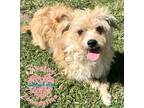 Adopt Trixie a Tan/Yellow/Fawn Terrier (Unknown Type, Small) / Mixed dog in