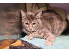 Adopt Sconce a Calico or Dilute Calico Domestic Shorthair (short coat) cat in