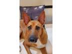 Adopt Roo a Red/Golden/Orange/Chestnut Carolina Dog / Terrier (Unknown Type