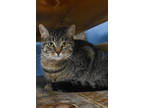 Adopt Ladybug a Brown or Chocolate Domestic Shorthair / Domestic Shorthair /