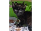 Adopt Autumn a All Black Domestic Shorthair / Domestic Shorthair / Mixed cat in