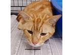 Adopt Chaplin a Orange or Red Domestic Shorthair / Domestic Shorthair / Mixed