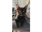 Adopt Kirsten a All Black Domestic Shorthair / Domestic Shorthair / Mixed cat in