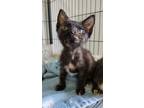 Adopt Sukie a All Black Domestic Shorthair / Domestic Shorthair / Mixed cat in