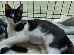 Adopt Shay a All Black Domestic Shorthair / Domestic Shorthair / Mixed cat in