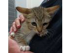 Adopt Do2 a Tan or Fawn Domestic Shorthair / Domestic Shorthair / Mixed cat in