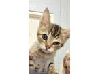 Adopt La a Tan or Fawn Domestic Shorthair / Domestic Shorthair / Mixed cat in