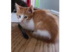 Adopt Jack Jack a Orange or Red Domestic Shorthair / Domestic Shorthair / Mixed