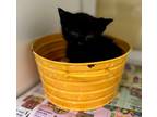 Adopt Sharon a All Black Domestic Shorthair / Domestic Shorthair / Mixed cat in