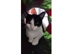 Adopt Margie a White Domestic Shorthair / Domestic Shorthair / Mixed cat in West