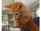 Adopt Neville a Orange or Red Domestic Shorthair / Domestic Shorthair / Mixed
