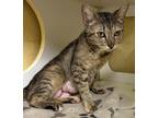 Adopt Ms. Sylvie a Brown or Chocolate Domestic Shorthair / Domestic Shorthair /