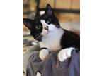 Adopt JOY a Black & White or Tuxedo Domestic Shorthair (short coat) cat in