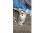 Adopt Aquilla a Gray or Blue Domestic Shorthair / Domestic Shorthair / Mixed cat