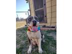 Adopt Cali a Gray/Silver/Salt & Pepper - with White Pit Bull Terrier / Mixed dog