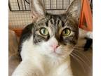 Adopt Chakra a Gray, Blue or Silver Tabby Domestic Shorthair (short coat) cat in