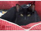 Adopt Mia a All Black Domestic Shorthair (short coat) cat in St.