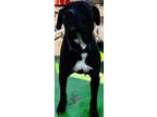 Adopt BRI/DARBY a Black - with White Labrador Retriever / Pit Bull Terrier /