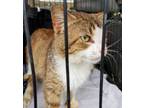 Adopt CAPTAIN DIGITS a Orange or Red Tabby Hemingway/Polydactyl (short coat) cat