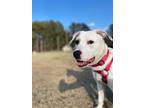 Adopt Gypsy a White - with Black Dalmatian / Mixed Breed (Medium) / Mixed dog in