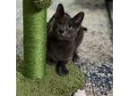 Adopt Fruit Roll-Up a Gray or Blue Domestic Shorthair / Mixed cat in Los