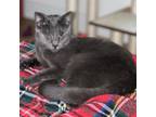 Adopt Pop-Tart a Gray or Blue Domestic Shorthair / Mixed cat in Los Angeles