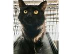 Adopt PATRICK a All Black Domestic Mediumhair / Mixed (long coat) cat in