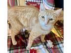 Adopt Phoebe a Domestic Shorthair (short coat) cat in Calimesa, CA (36343816)